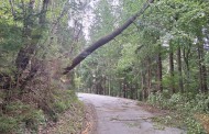 Einsatz am 14.09.2024 um 11:38Uhr Bäume über die Strasse Bereich Stoffnmühle